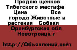 Продаю щенков Тибетского мастифа › Цена ­ 45 000 - Все города Животные и растения » Собаки   . Оренбургская обл.,Новотроицк г.